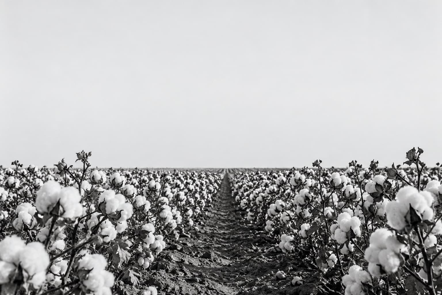 Rows of open cotton bolls running to the horizon under a pale sky